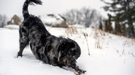 Happy dog plays in the winter snow while enjoying a healthy and natural dog chew from Natural Farm
