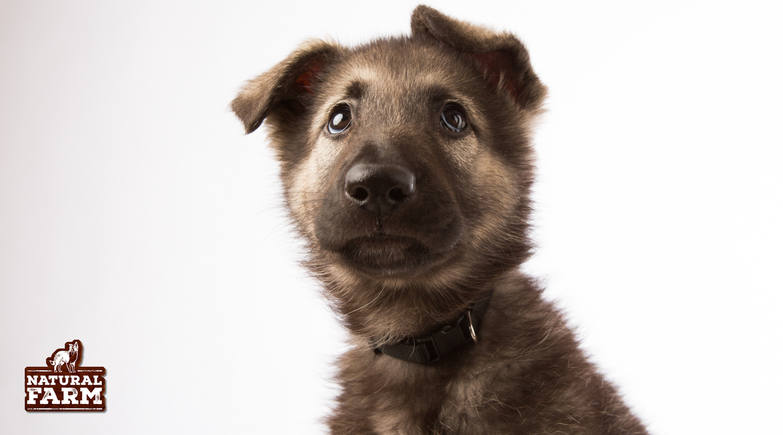 How Many Chews Should You Give Your Dog?