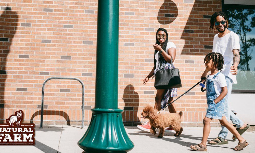 How to Keep Your Dog Calm in Public Places: 6 Strategies