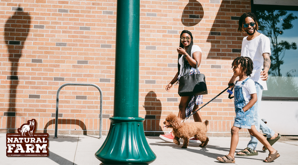How to Keep Your Dog Calm in Public Places: 6 Strategies