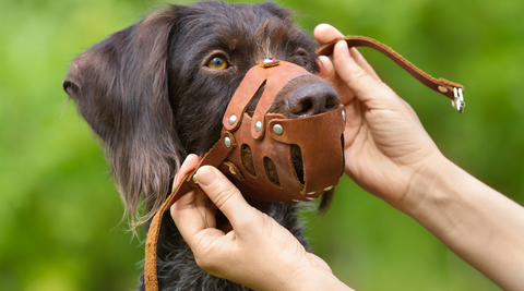 Muzzle train dog clearance