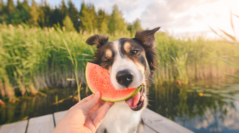 What Foods Are Safe for My Dog to Consume at A BBQ?