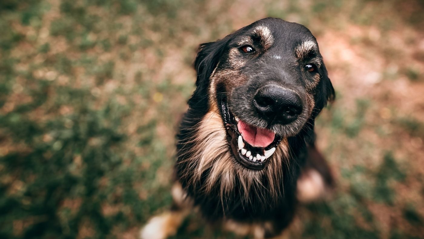 Does Your Dog Have Sensitive Teeth?