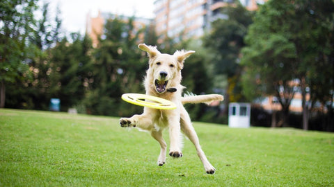 Fun games for dogs in the garden