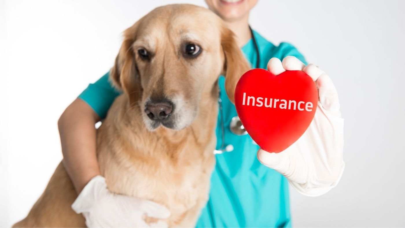 What Dog Owners Should Know About Pet Health Insurance