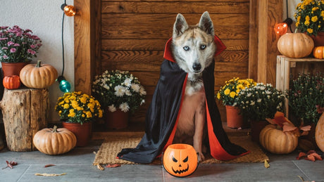 6 Halloween Activities for You and Your Dog