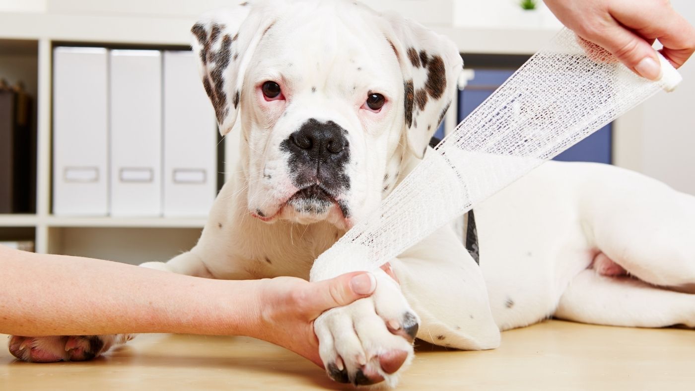 How to Tell If a Dog Sprained a Leg: Signs and What to Do