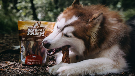 What are Bully Sticks Made From?