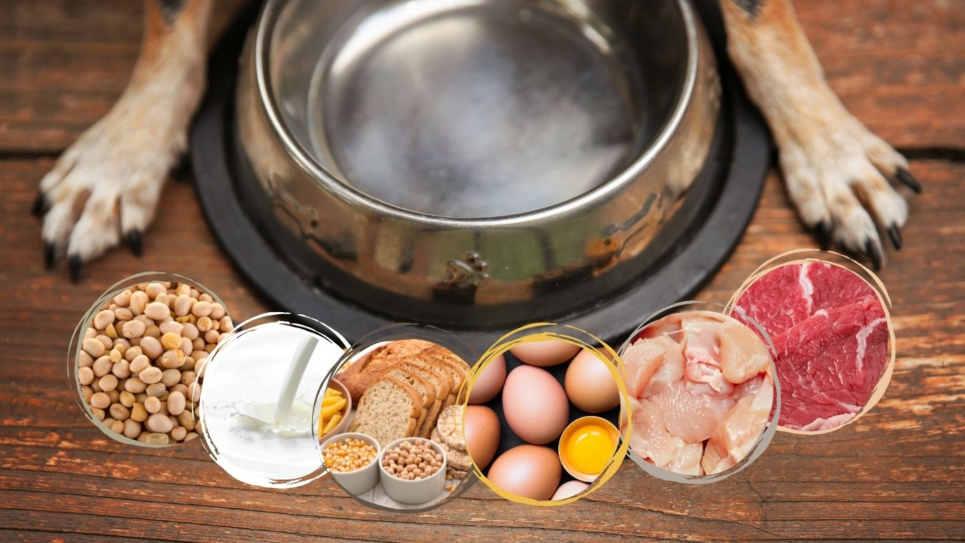 Common Food Allergies in Dogs (and how to spot them)