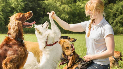 Are Bully Sticks Suitable for Dogs?