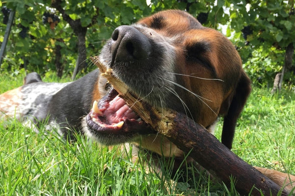 Why Do Dogs Eat Wood? 7 Reasons + Is It Dangerous?