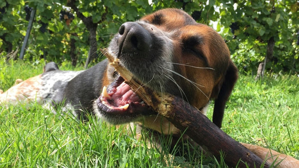 Why Do Dogs Eat Wood? 7 Reasons + Is It Dangerous?