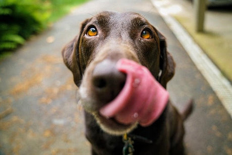 Chocolate Labrador licking lips eagerly - choosing safe chews matters for your dog's health