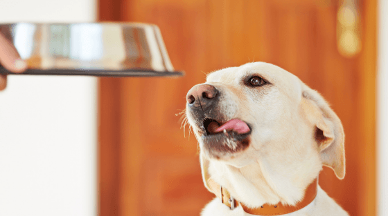 How Much Does a Dog’s Health Depend on Food?