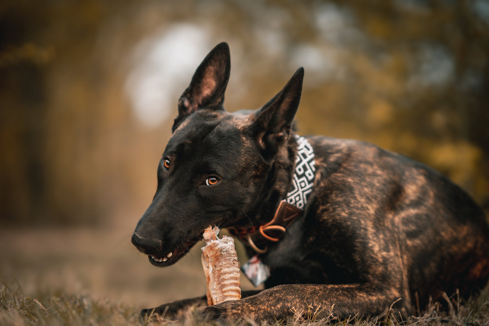 Dog Supplements: Are They Necessary?