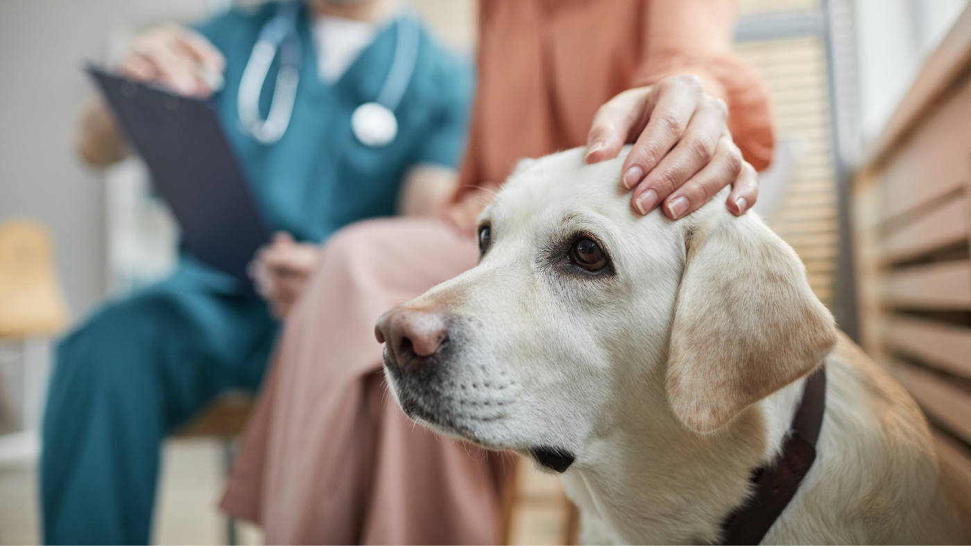 A Guide To Seasonal Pet Allergies