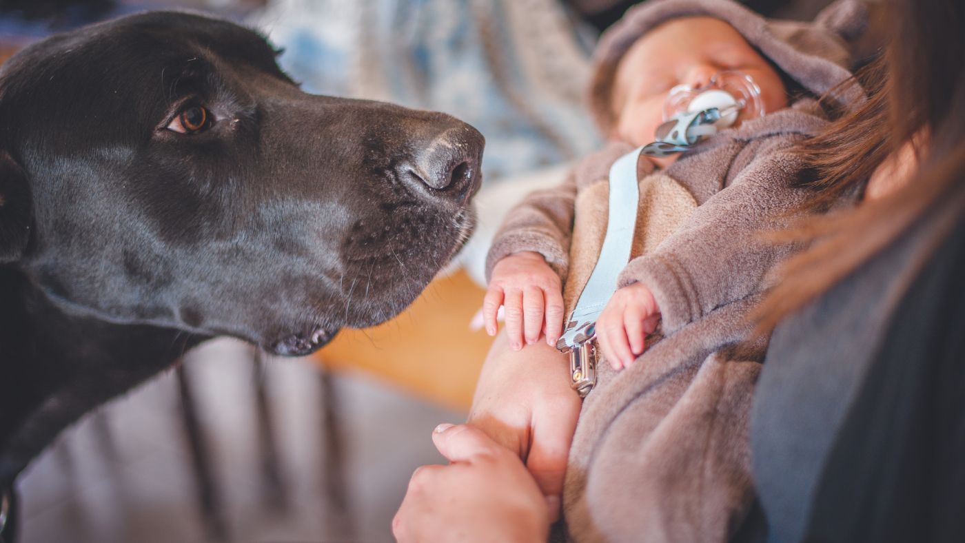 Black Labrador calmly sniffing newborn baby held by parent — gentle first introduction between dog and new family member