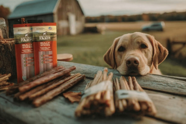 10 Best Bully Sticks for Dogs [2026]