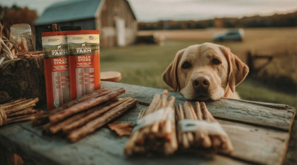 10 Best Bully Sticks for Dogs [2026]