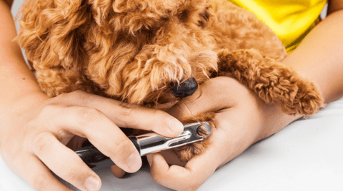 10 Dog Nail Care Tips Do s and Don ts