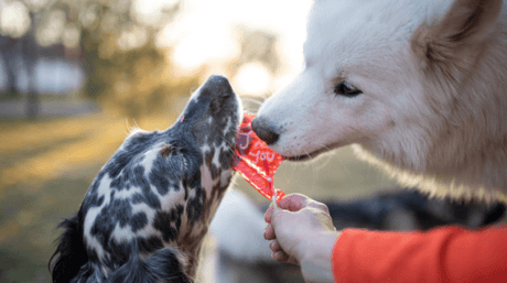 7 Ways to Celebrate Valentine’s Day with Your Pet