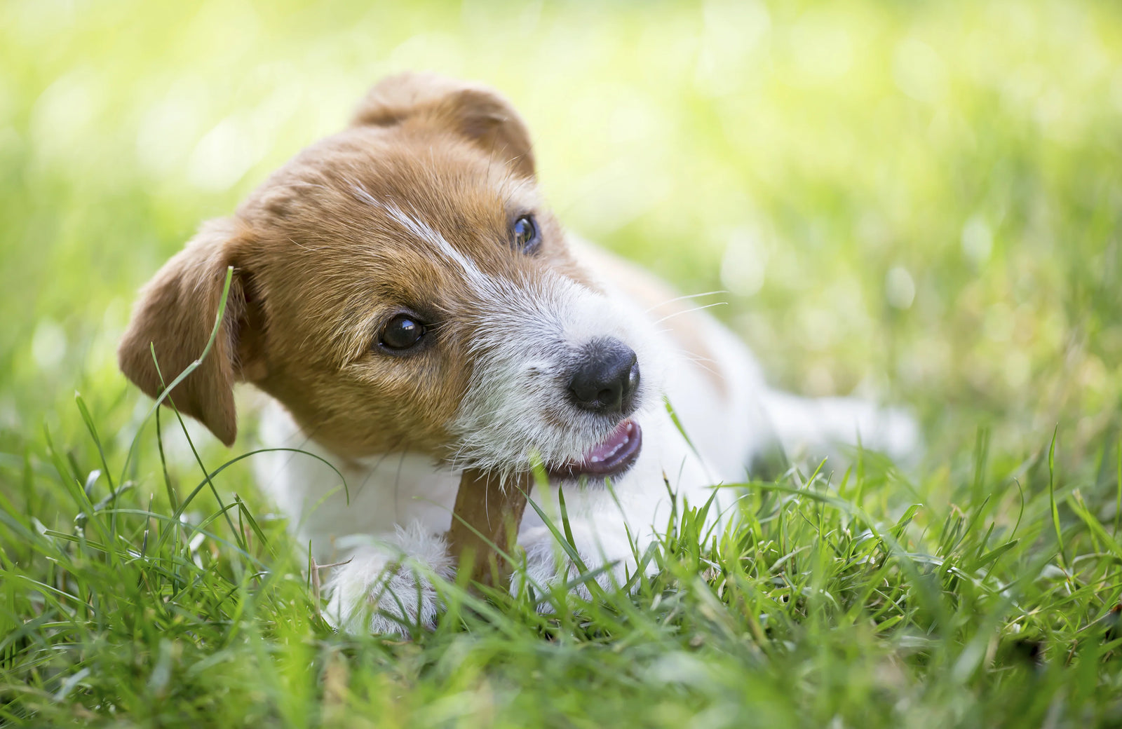 dog with bully sticks