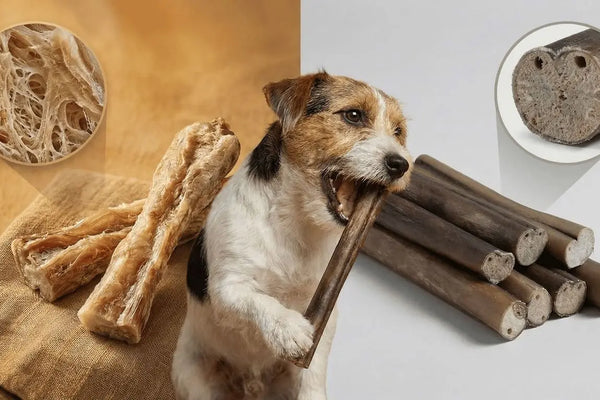 Freeze-Dried Bully Sticks: The Complete Guide