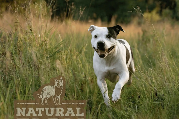 High Protein Dog Treats: Every Natural Chew Ranked