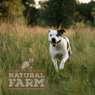 High Protein Dog Treats: Every Natural Chew Ranked