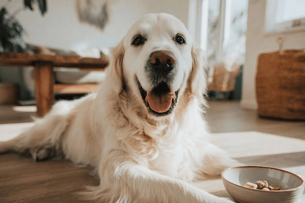 Single Ingredient Dog Treats: What They Are and Why They Matter