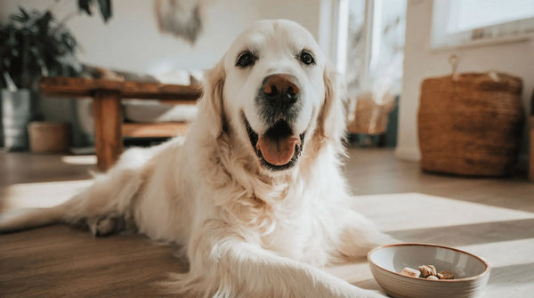 Single Ingredient Dog Treats: What They Are and Why They Matter