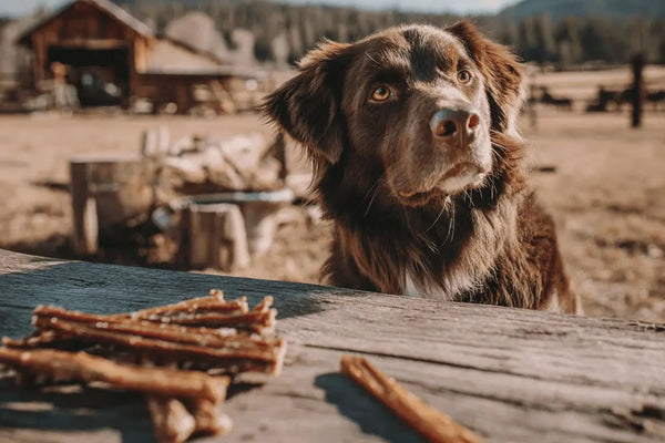 What Are Bully Sticks Made Of? Everything You Need to Know [2026]