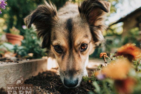 Why Do Dogs Eat Dirt? Causes, Risks & What to Do