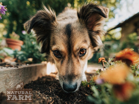 Why Do Dogs Eat Dirt? Causes, Risks & What to Do