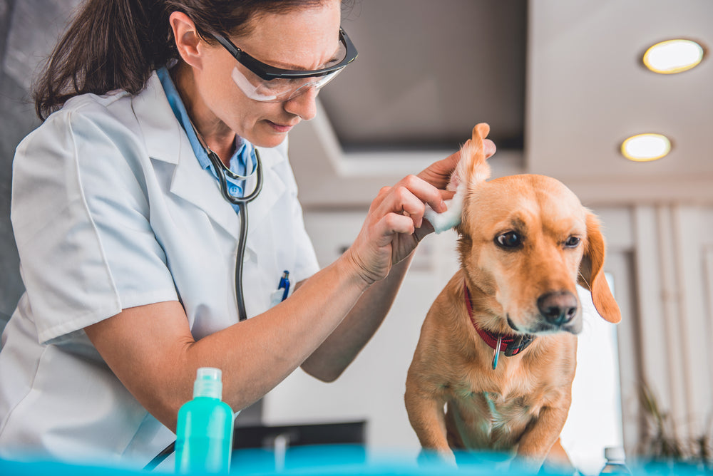 Veterinarian cleaning dog ear with solution during examination showing proper ear infection treatment technique
