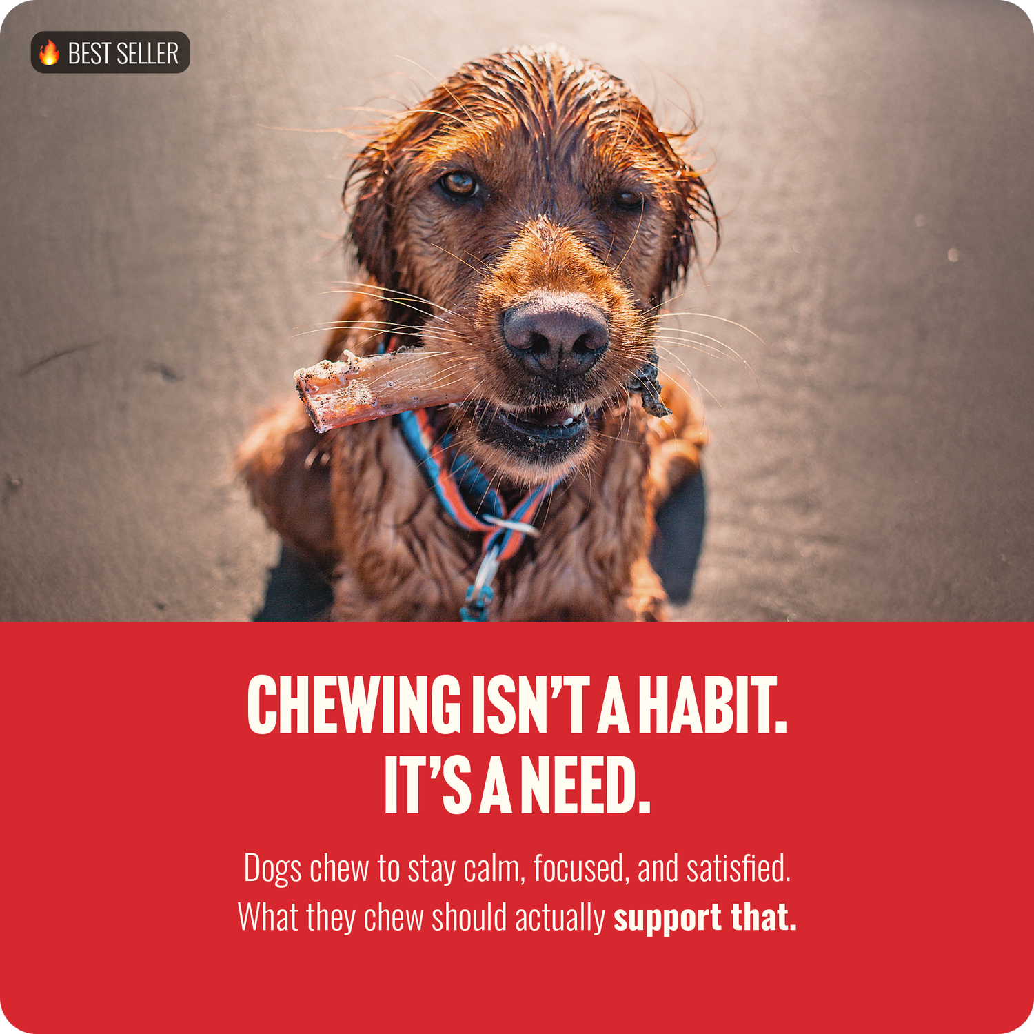 12 Inch Extra Thick Bully Sticks