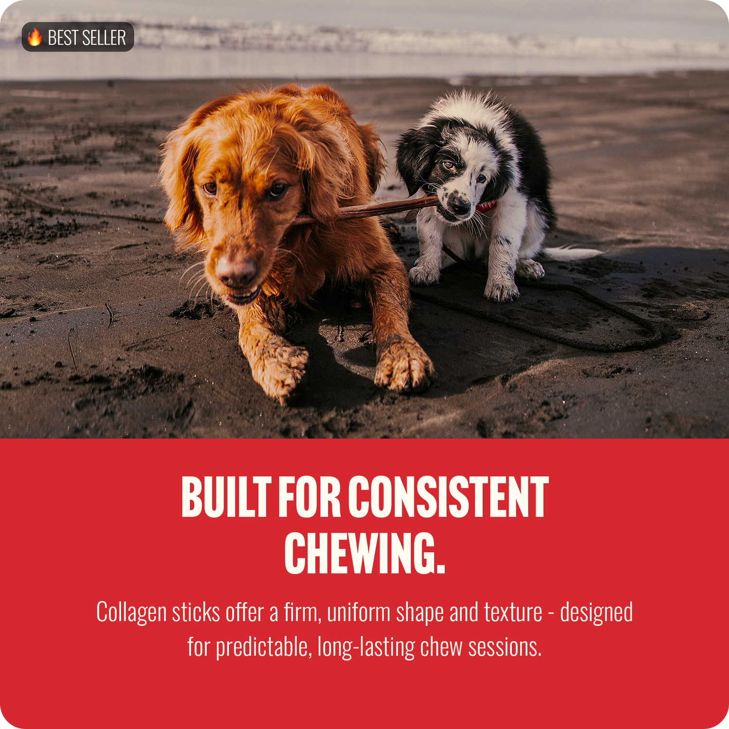 12 Inch Bully Coated Gourmet Collagen Sticks