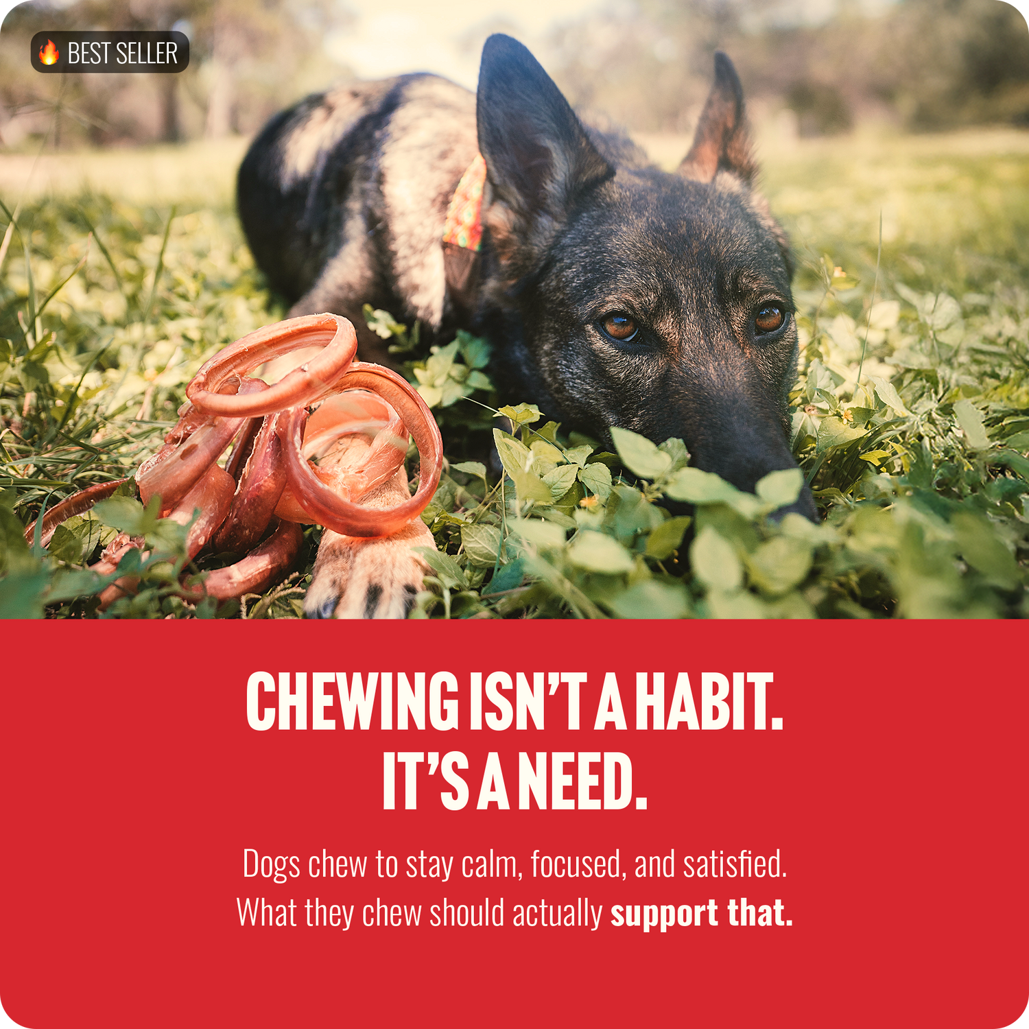 Bully Rings for Dogs