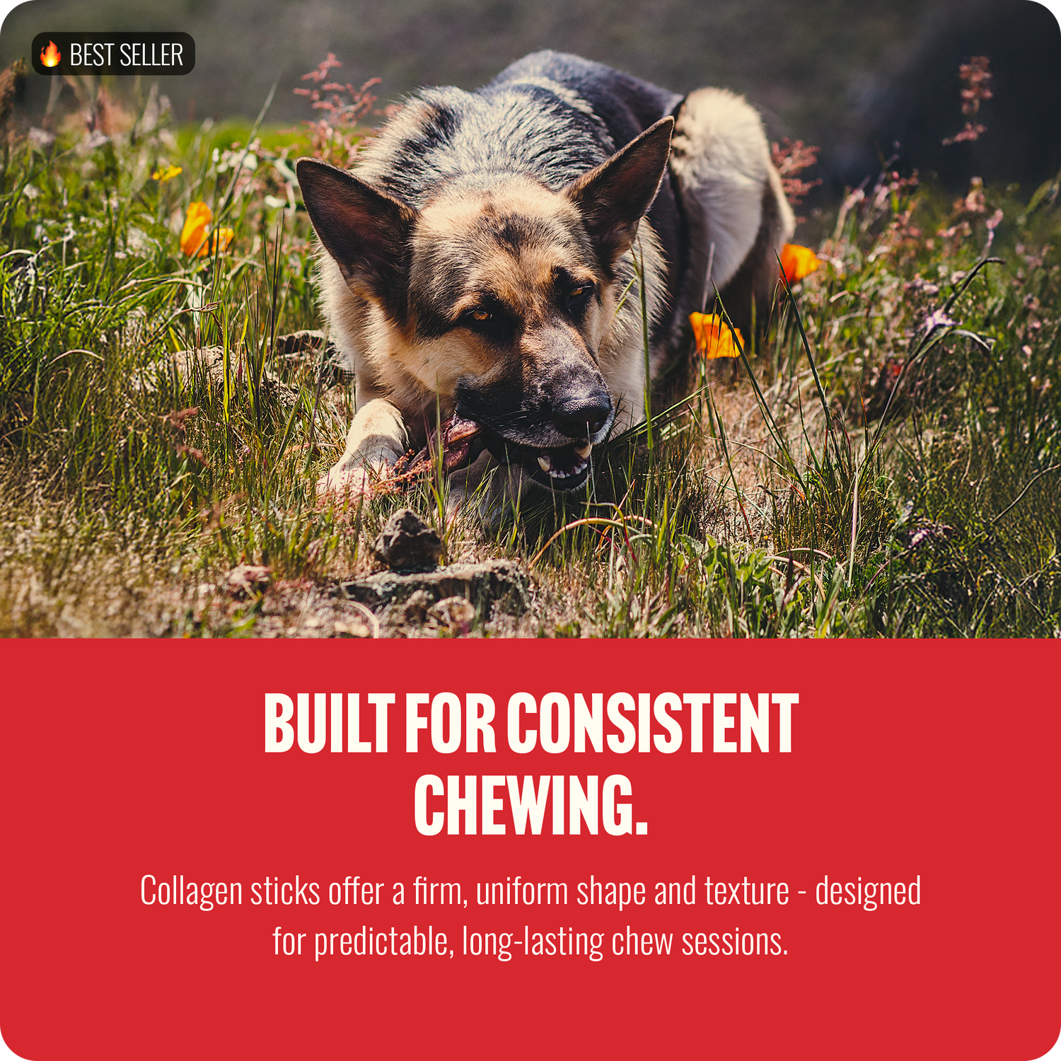 6 Inch Braided Collagen Sticks