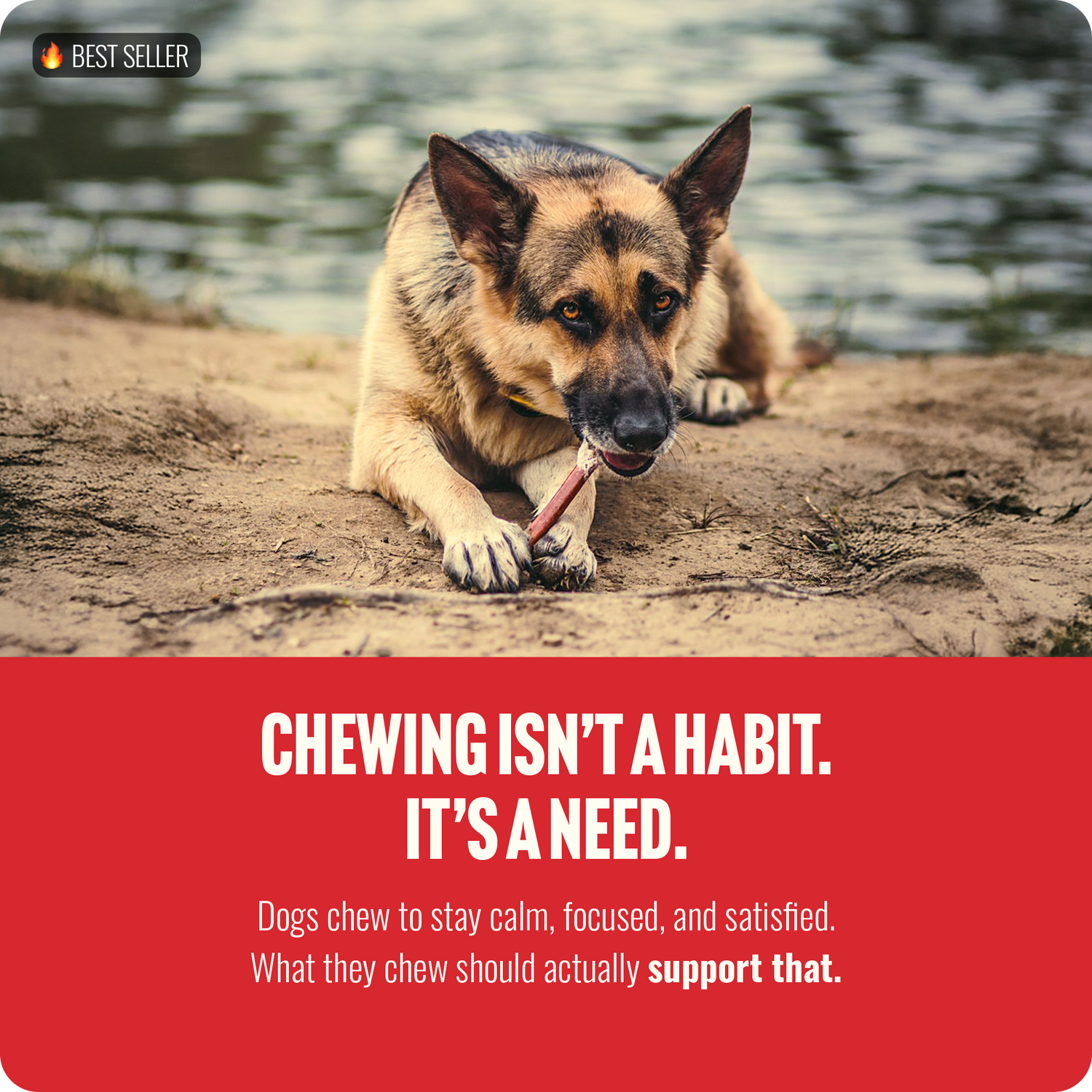 6 Inch Hand Selected Standard Bully Sticks