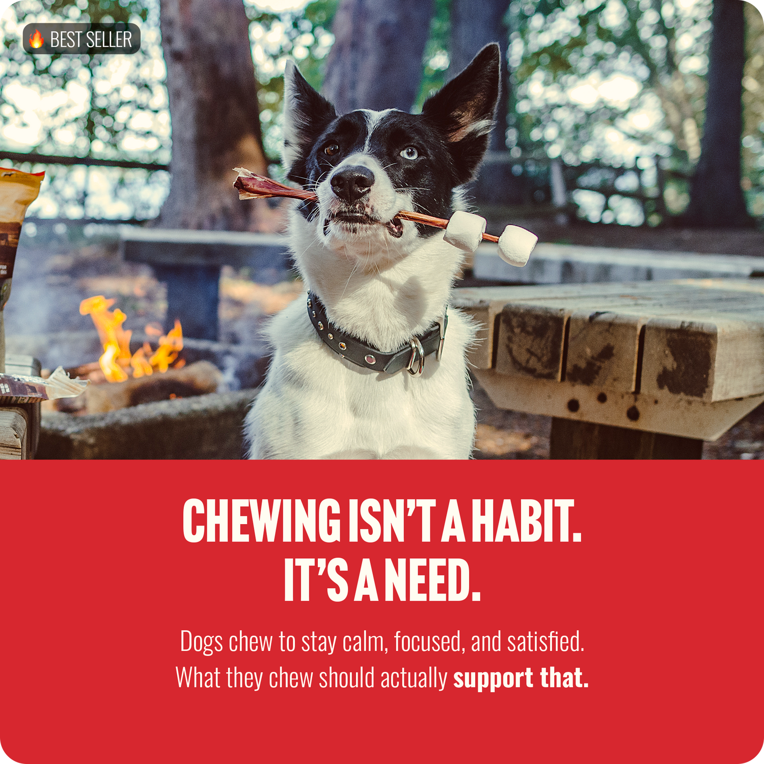 Border Collie excited for Natural Farm bully sticks - 10+ vitamins and 20g protein per serving