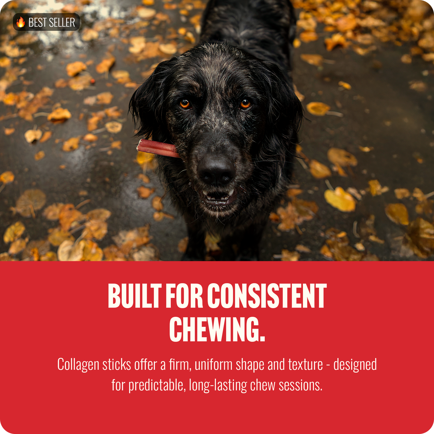 6 Inch Super Collagen Sticks