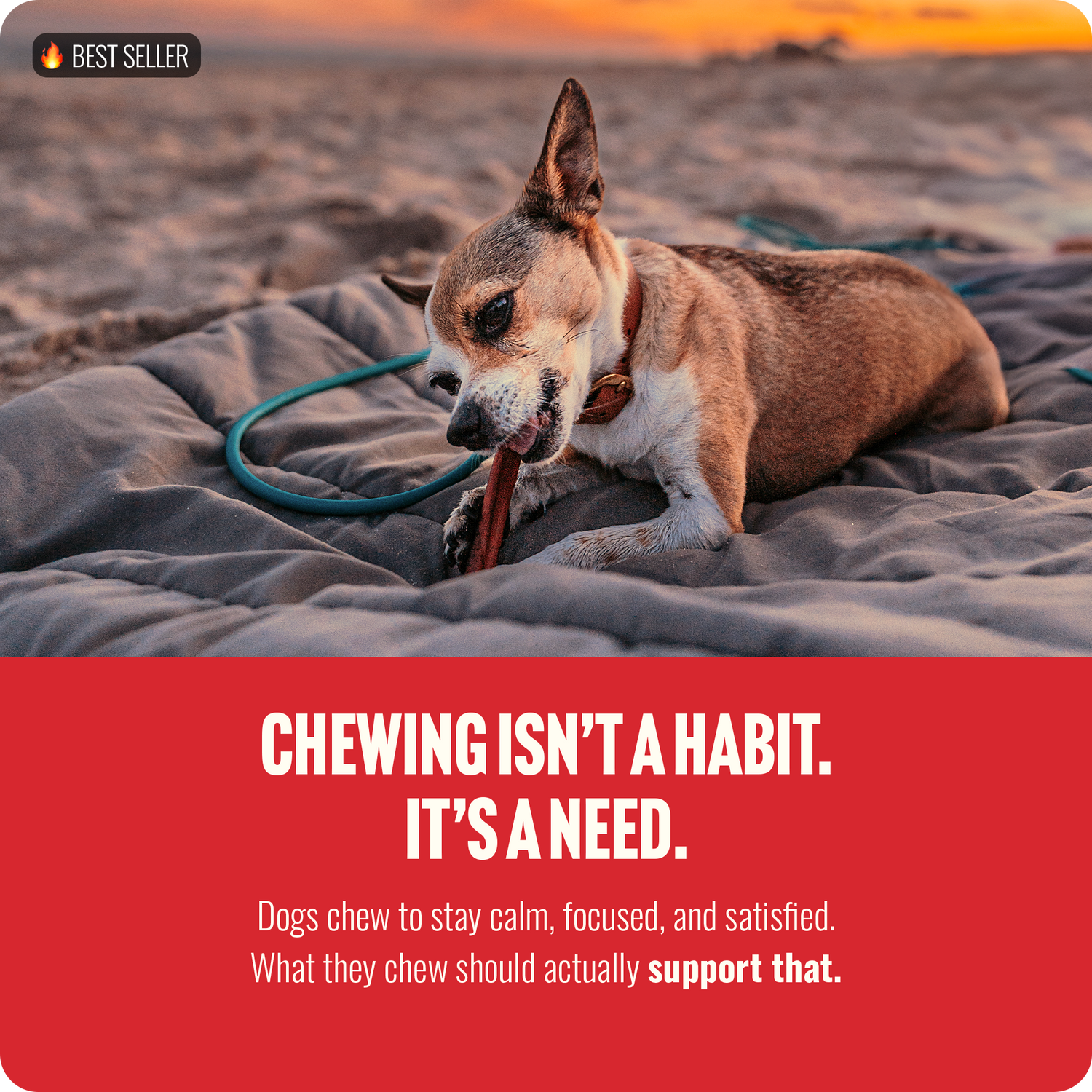 2-5 Inch Eccentric Bully Sticks