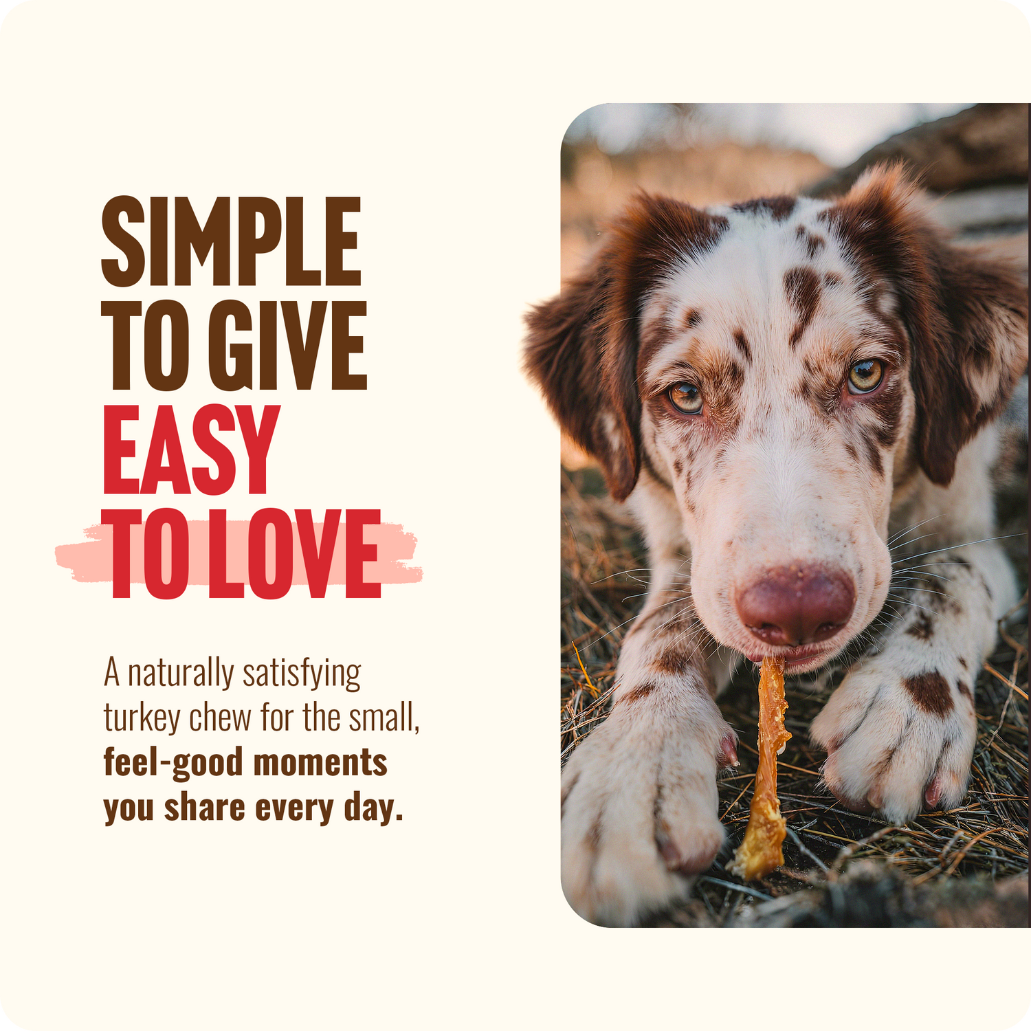 Dog chewing Natural Farm turkey tendon dog treat, natural long-lasting turkey chew for dogs made with single ingredient protein