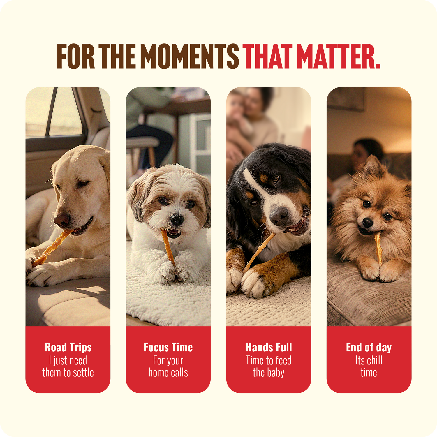 A Lab, Shih Tzu, Bernese, and Pomeranian chewing Natural Farm USA turkey tendon for dogs to stay calm during daily routines.