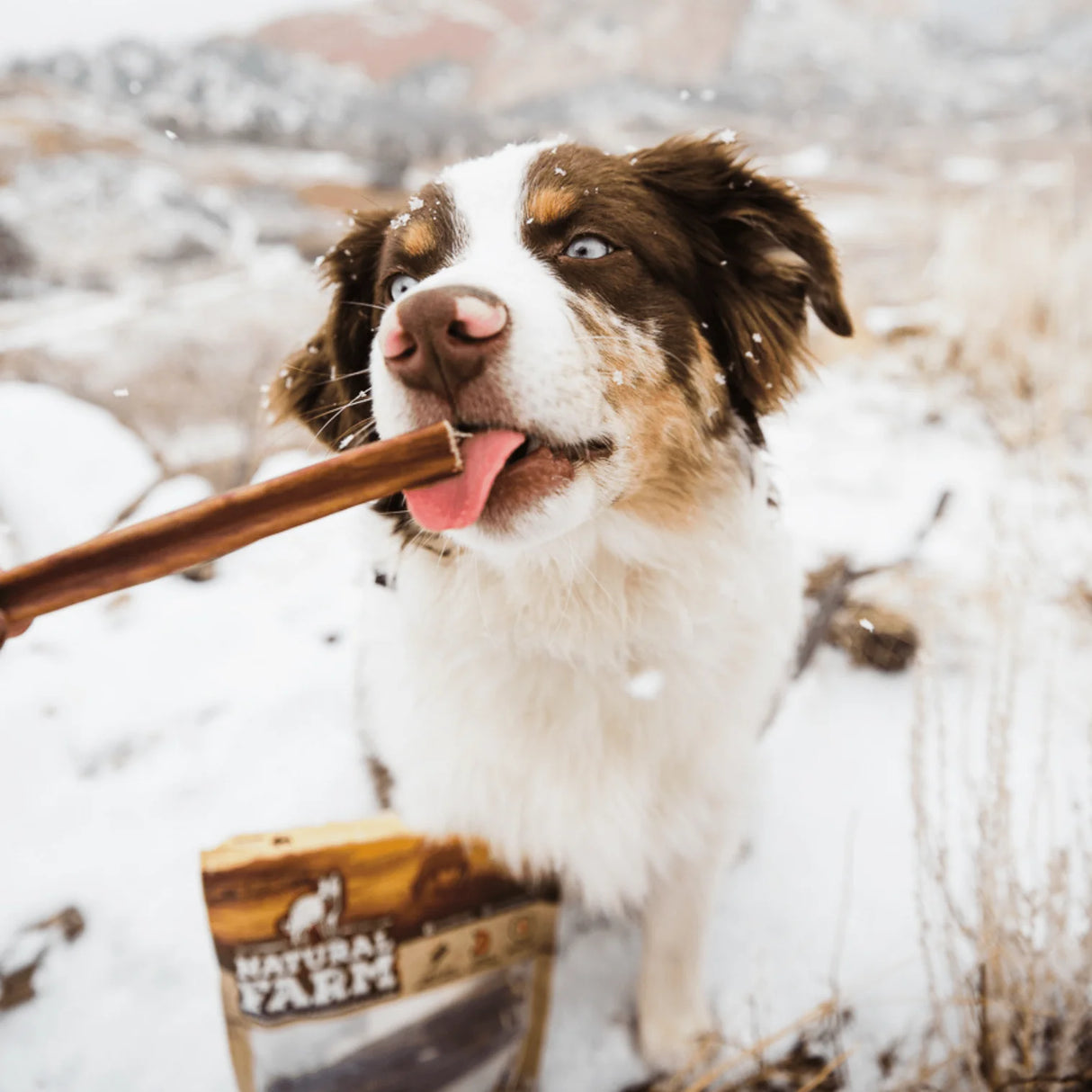 6 Inch Standard 31 Pack - Bully Sticks