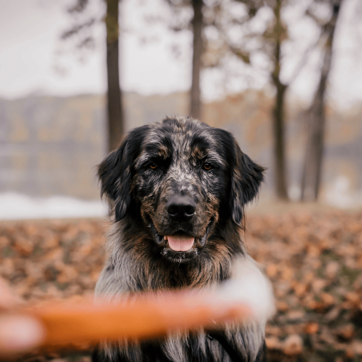 Natural Farm Odor Free Select Bully Sticks 6 inch 1 Pound Hand Selected for Consistent Thickness 100 Beef Pizzle