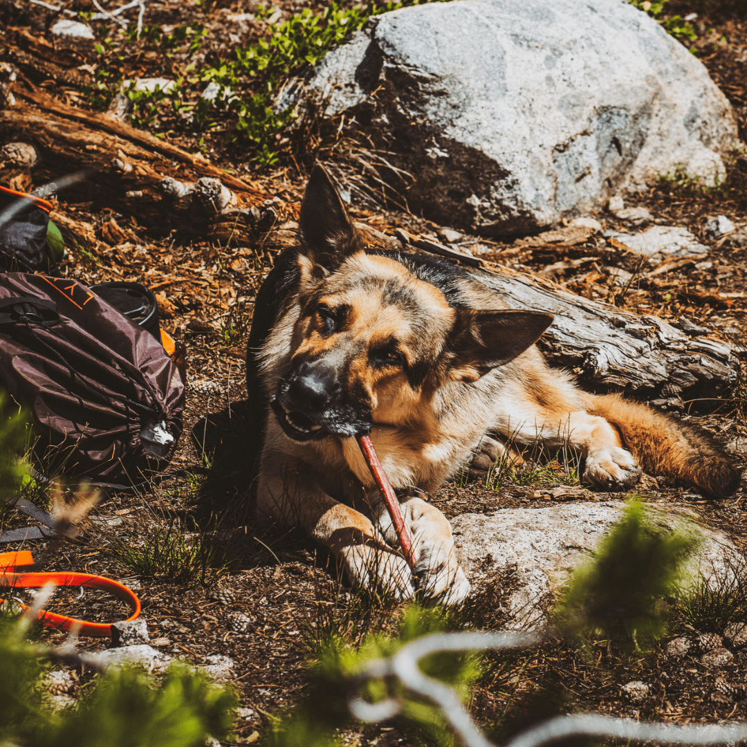 12 Inch Hand Selected Standard Bully Sticks Natural Farm Shop Bully Sticks