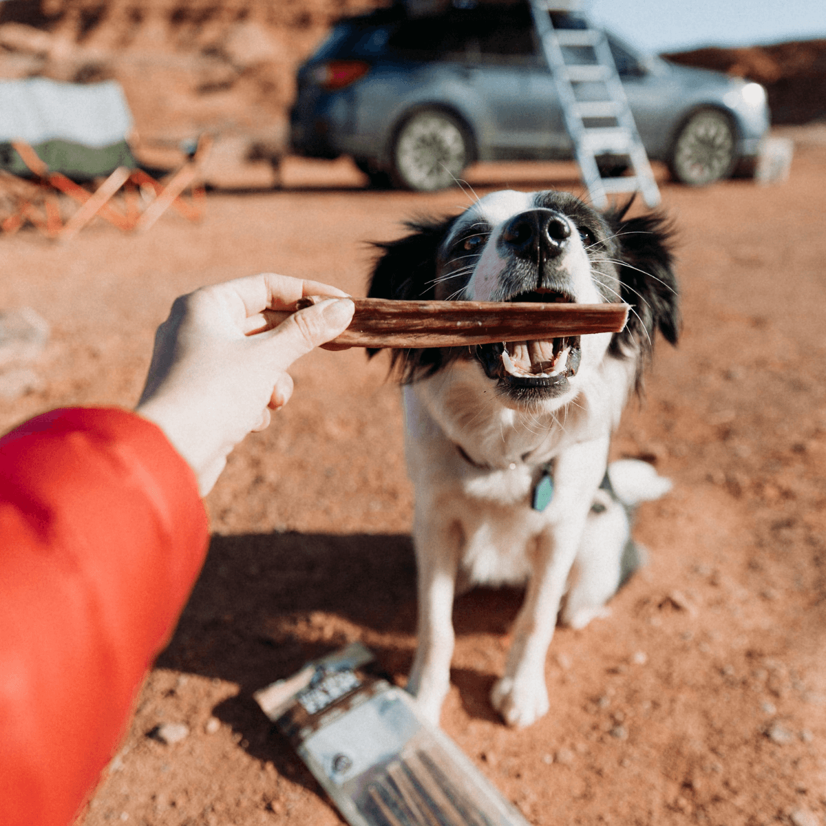 10 Inch Gullet Sticks Natural Farm Shop Beef Chews