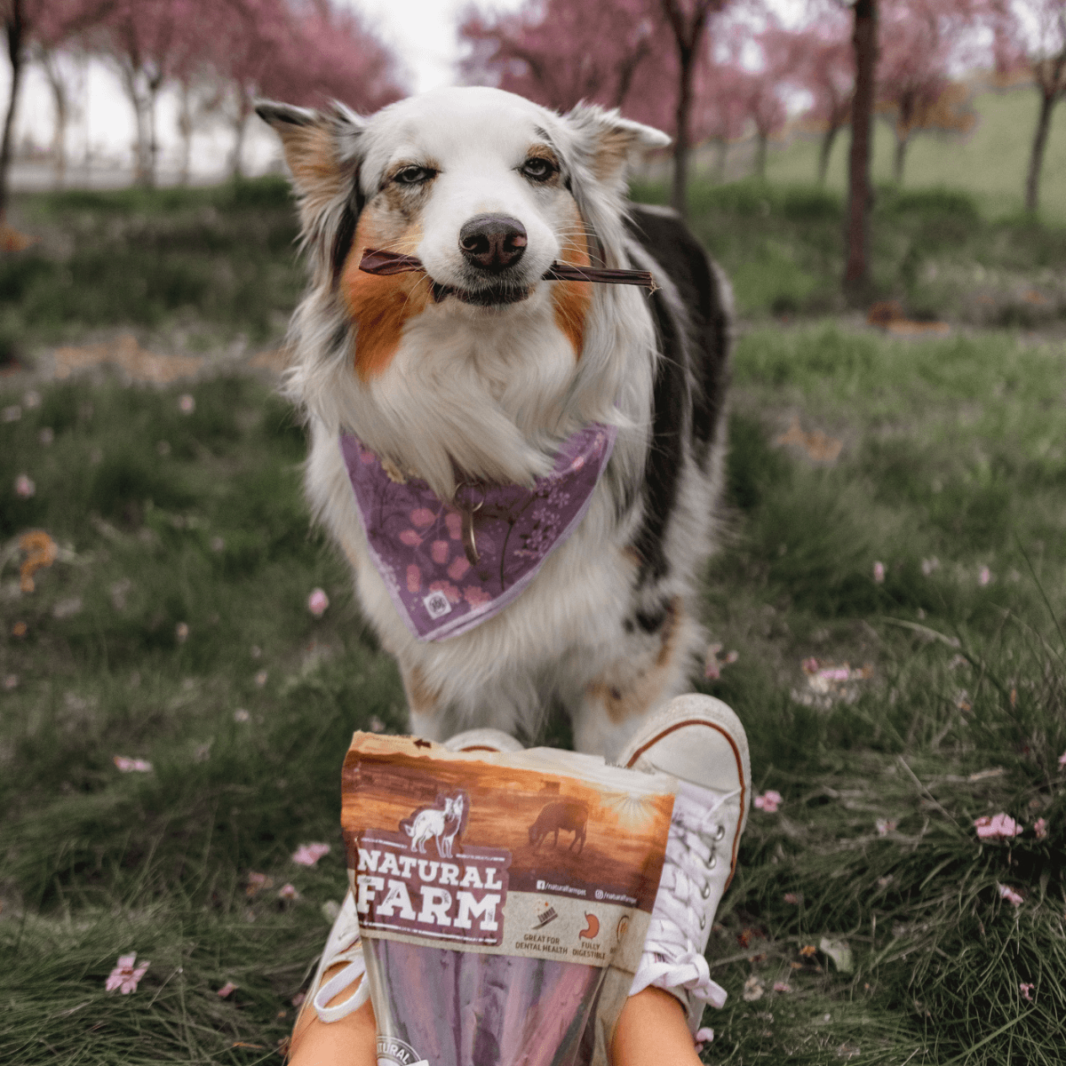 6 Inch Pixie Bully Sticks Natural Farm Shop Bully Sticks